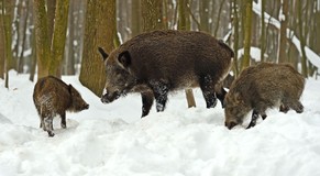 Pro většinu zvířátek je zima v lese nejtěžším obdobím v roce