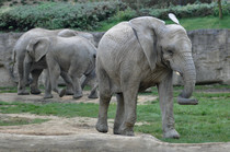 Slon Africký