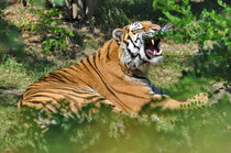 Tygr Usurijský